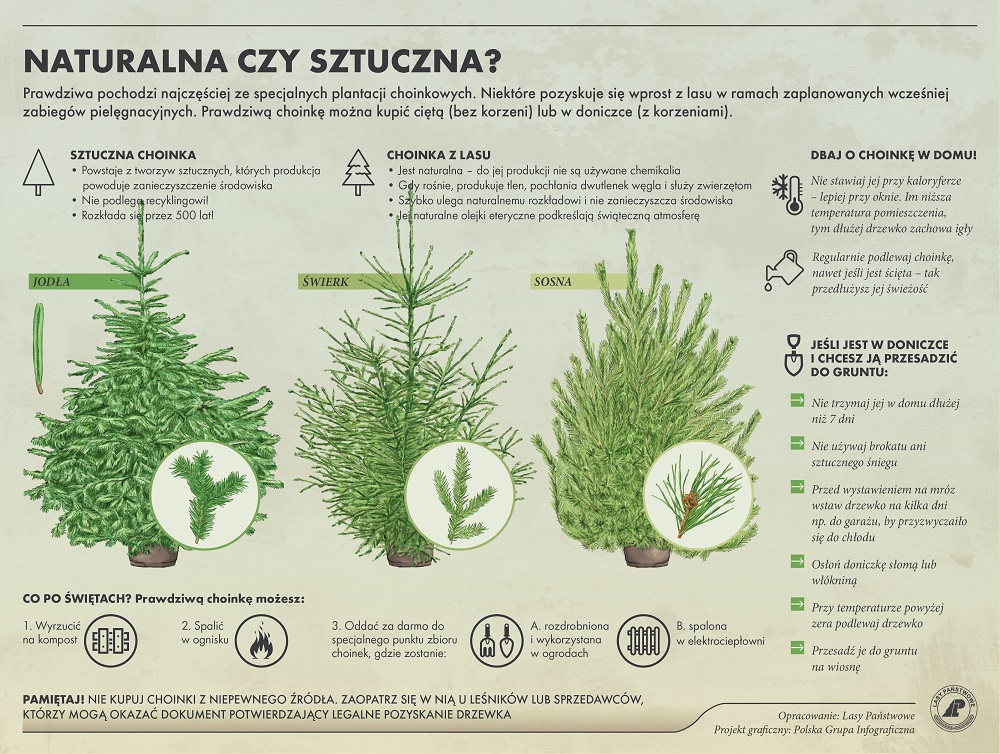 Infografika prezentująca informacje o sztucznych i naturalnych choinkach. 