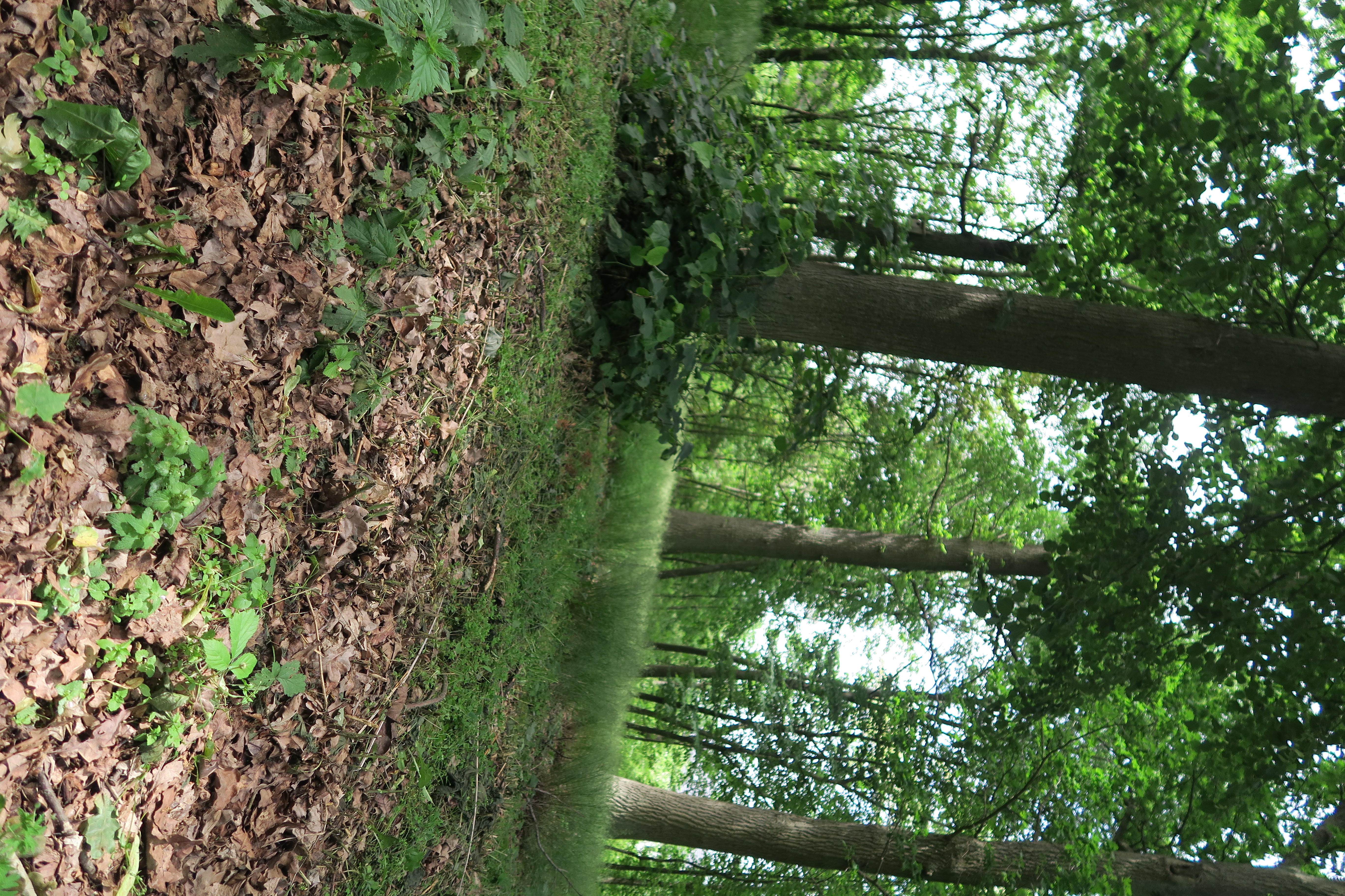 Zdjęcie przedstawia fragment lasu, w którym powstanie strefa relaksu Leśnej Oazy. Fot. A. Bończyk