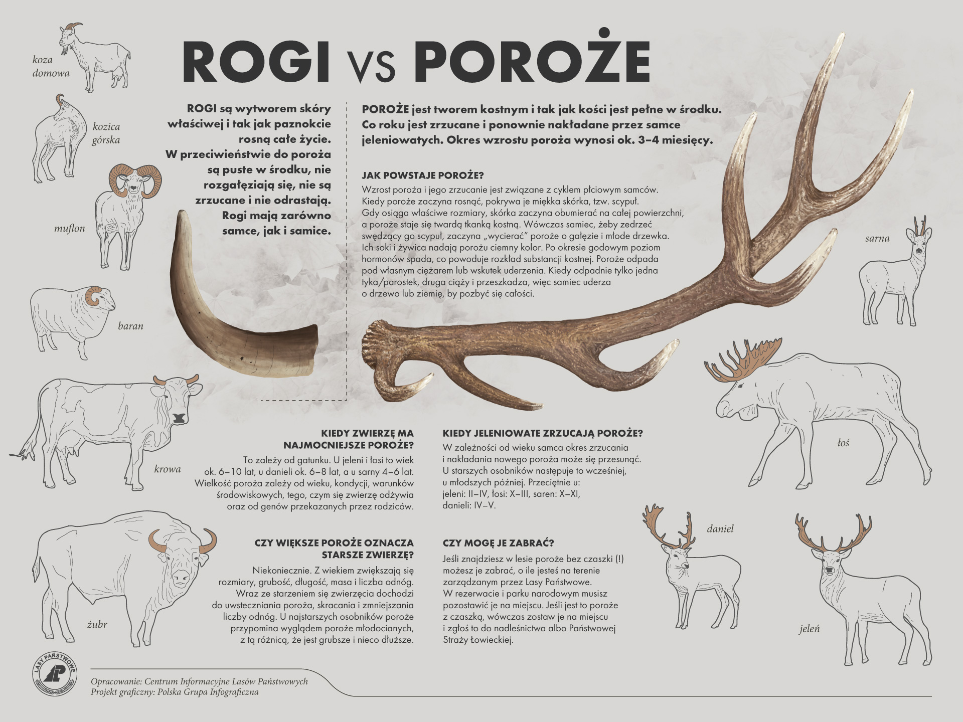 Infografika prezentująca różnice pomiędzy rogami a porożem. Źródło: Archiwum Lasów Państwowych