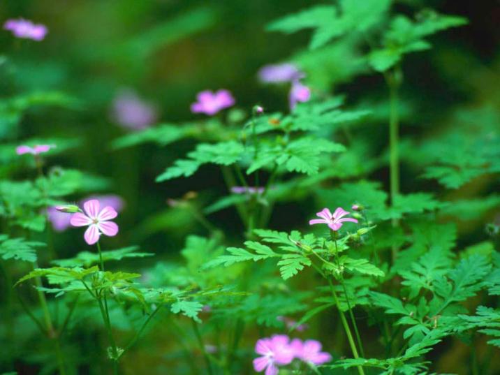 Forest&#x20;Flowers&#x2e;jpg