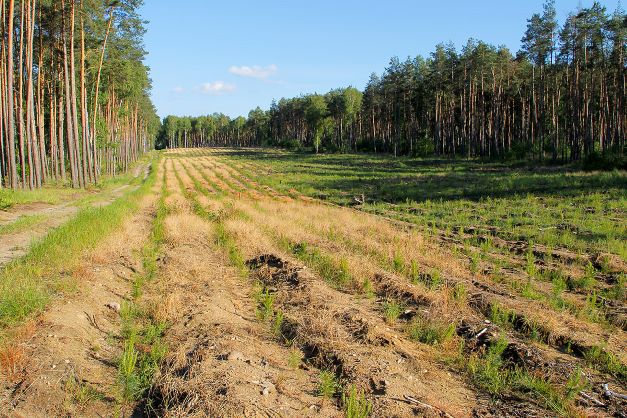 uprawa&#x20;leśna