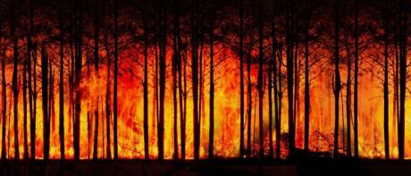 Chroń las przed pożarem